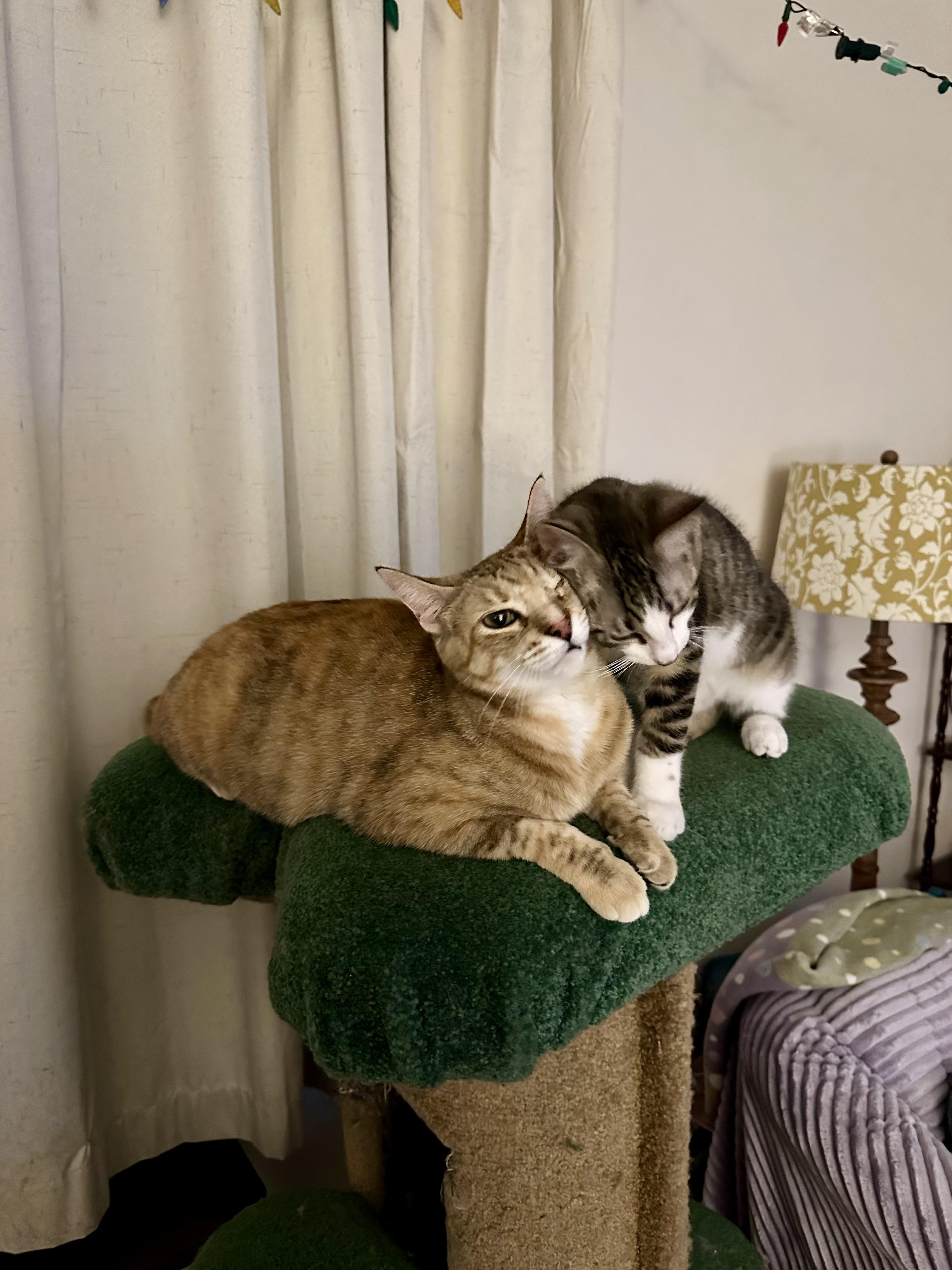Bunny and Skittles, an adopted Domestic Short Hair in Albany, NY image 2/6