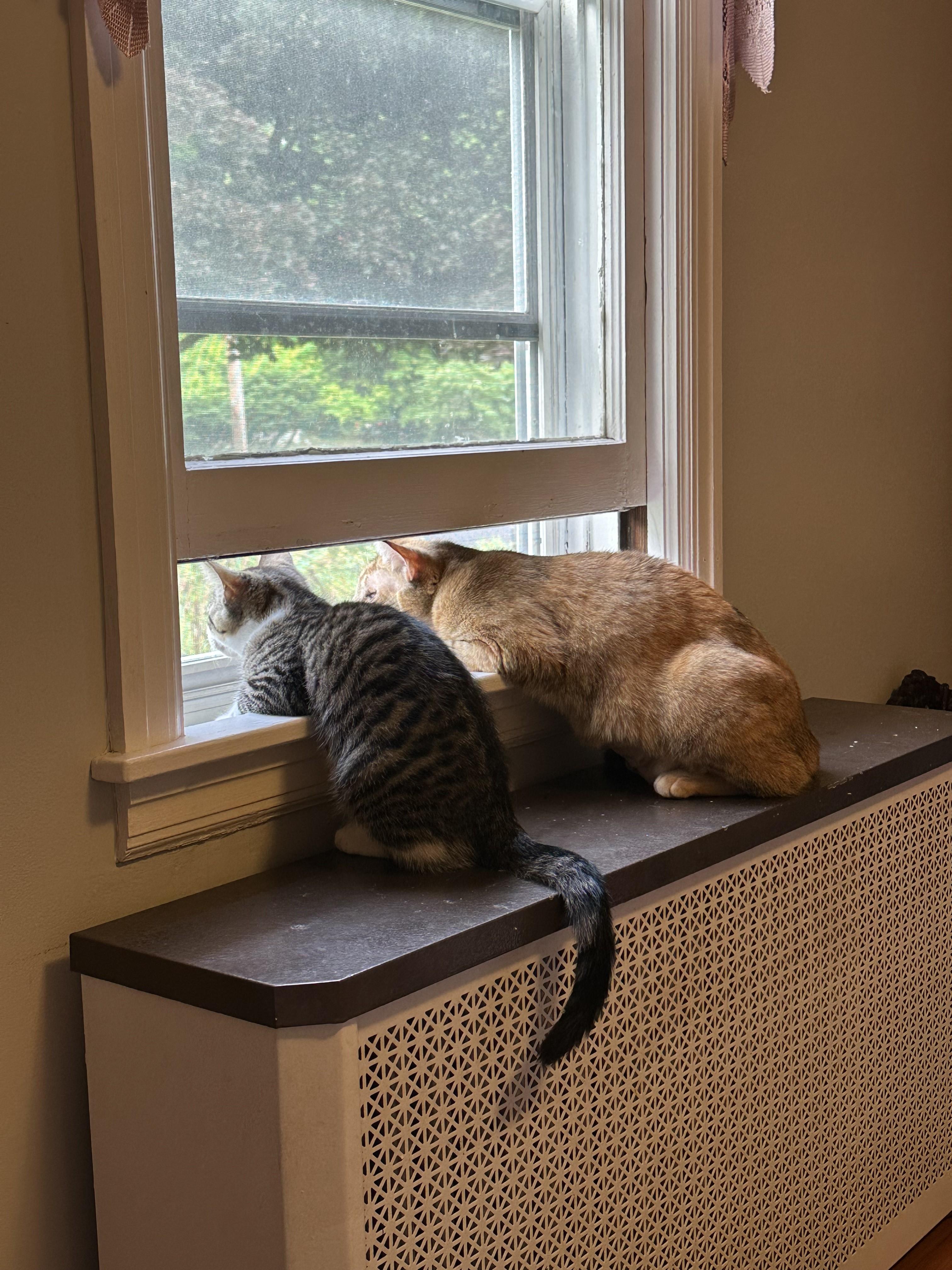 Bunny and Skittles, an adopted Domestic Short Hair in Albany, NY image 4/6