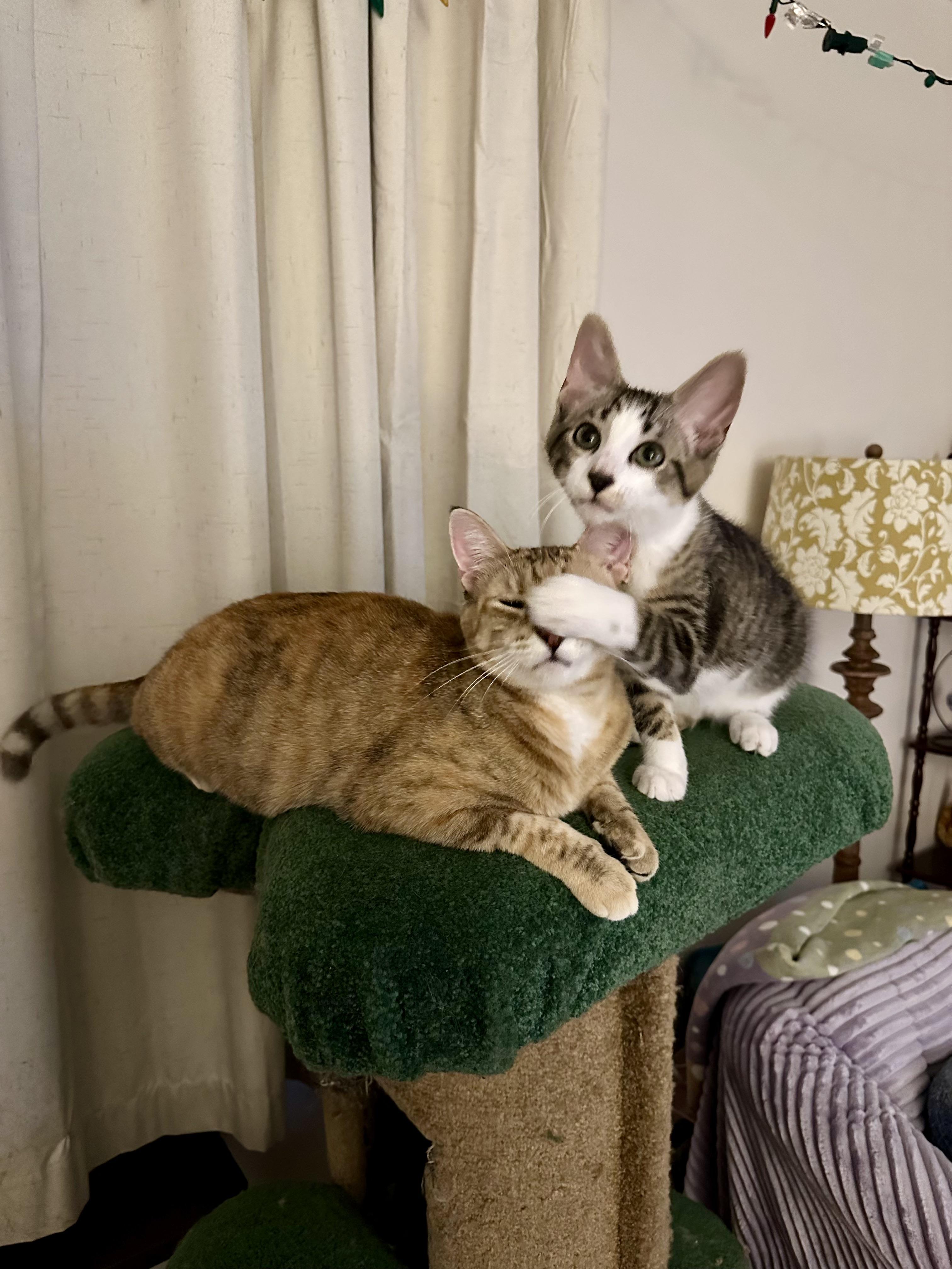 Bunny and Skittles, an adopted Domestic Short Hair in Albany, NY image 5/6