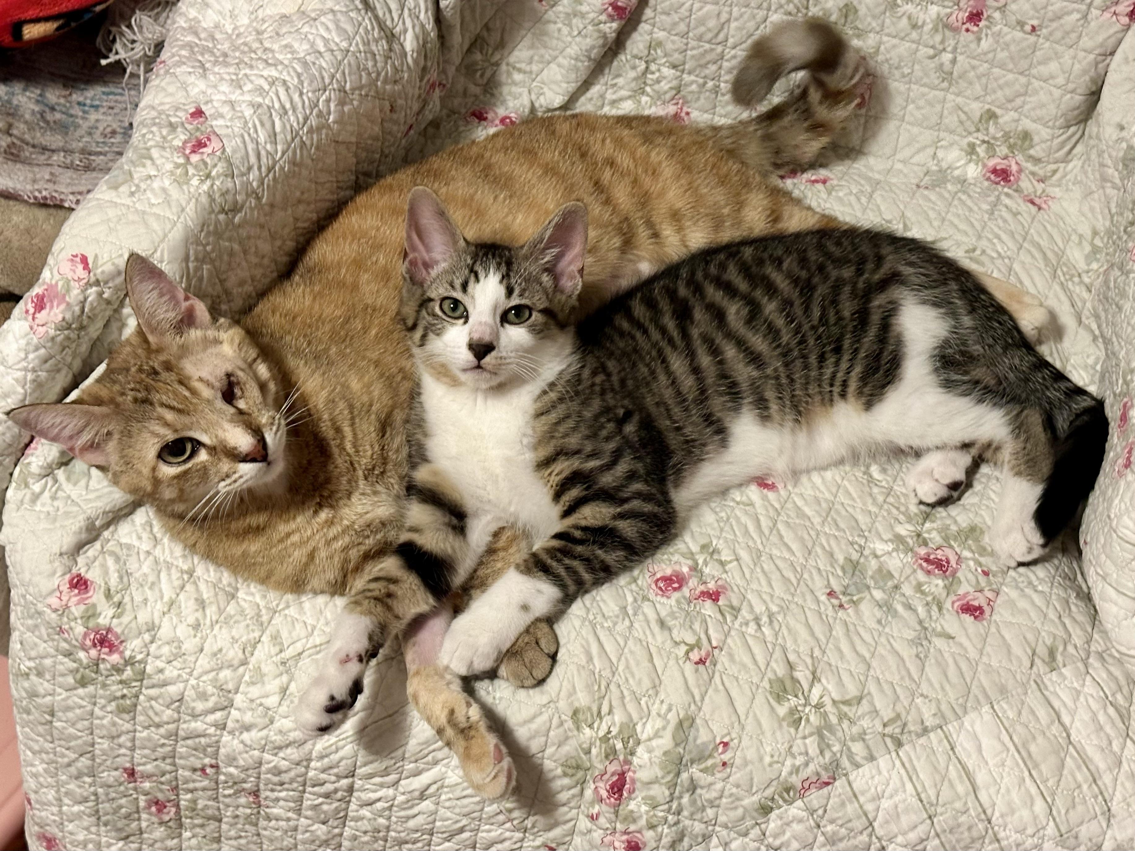 Bunny and Skittles, an adopted Domestic Short Hair in Albany, NY image 6/6