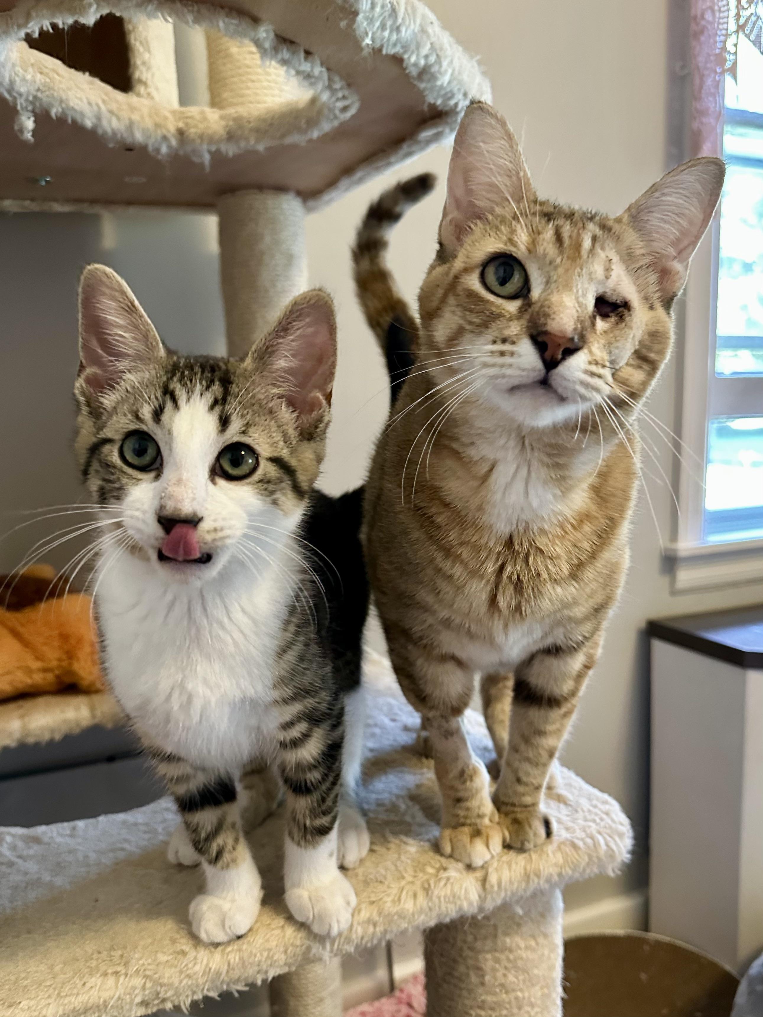 Bunny and Skittles, an adopted Domestic Short Hair in Albany, NY image 3/6