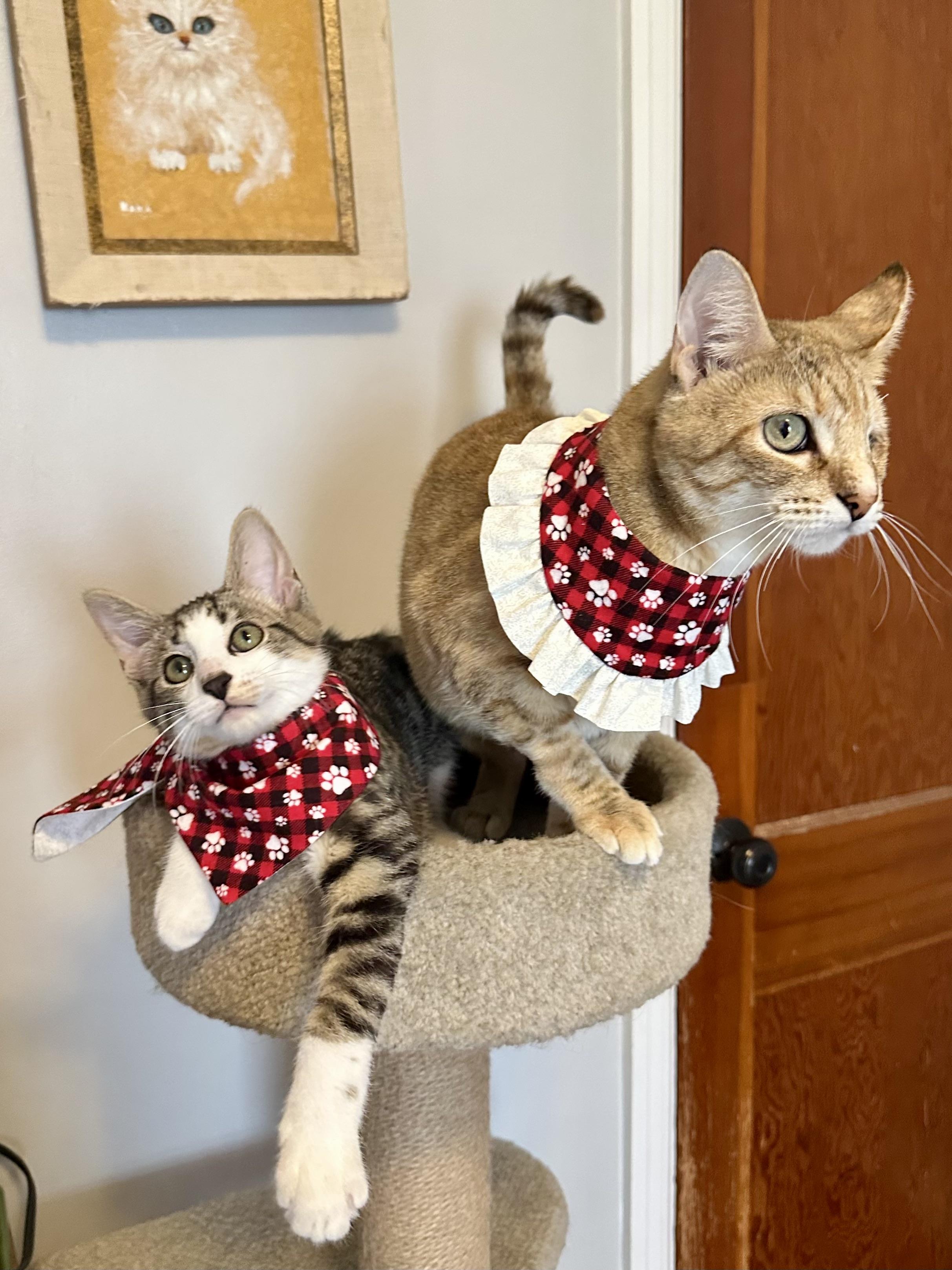 Bunny and Skittles, adopted, Young Female Domestic Short Hair.