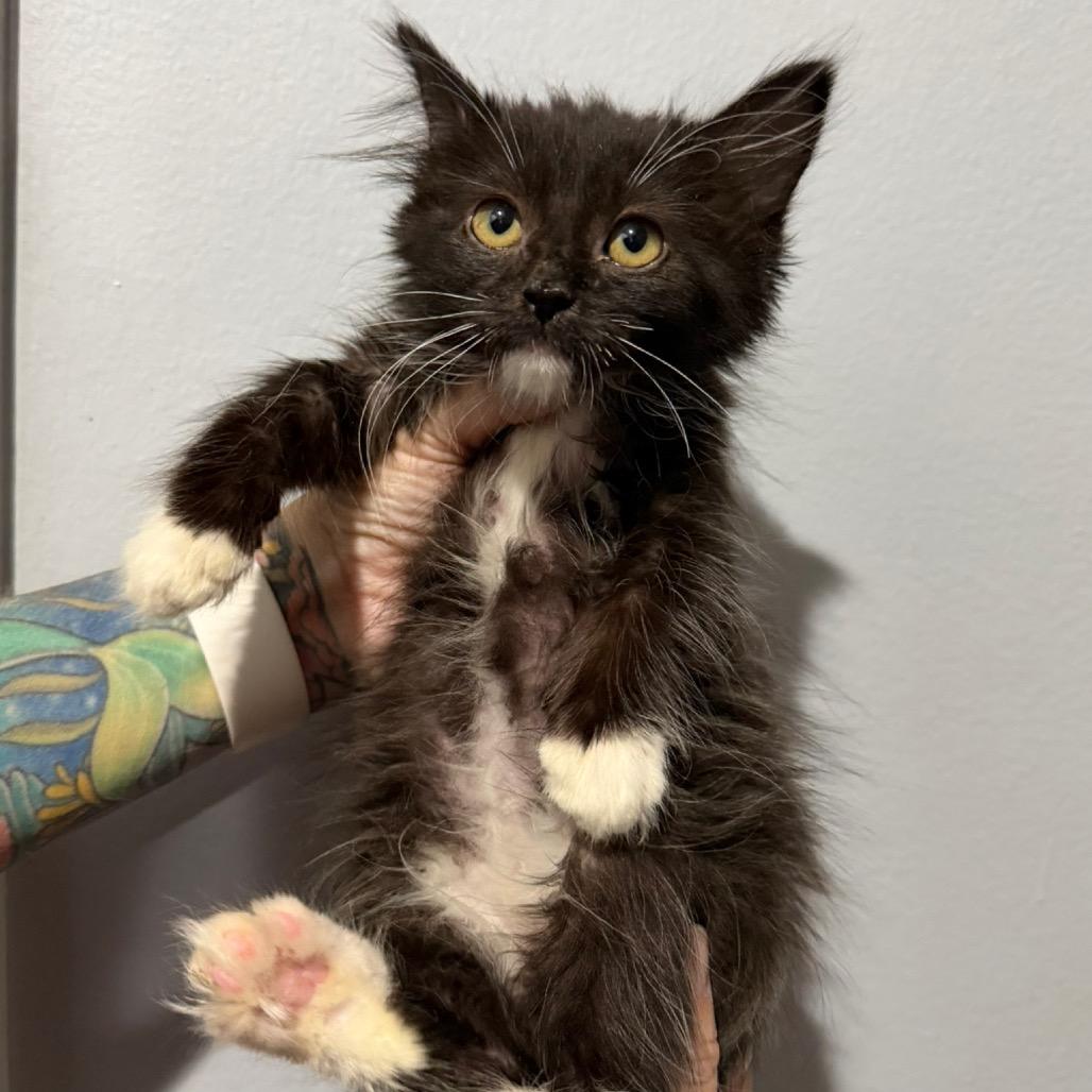 Maggie, Adoptable, Kitten Female Domestic Long Hair.