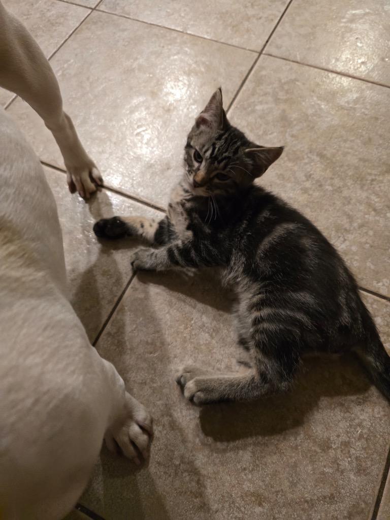 Dexter, a Adoptable Domestic Long Hair in Bristol, WI image 1/6