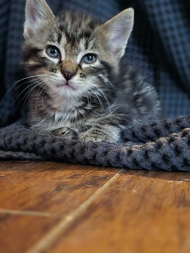 Dexter, a Adoptable Domestic Long Hair in Bristol, WI image 3/6