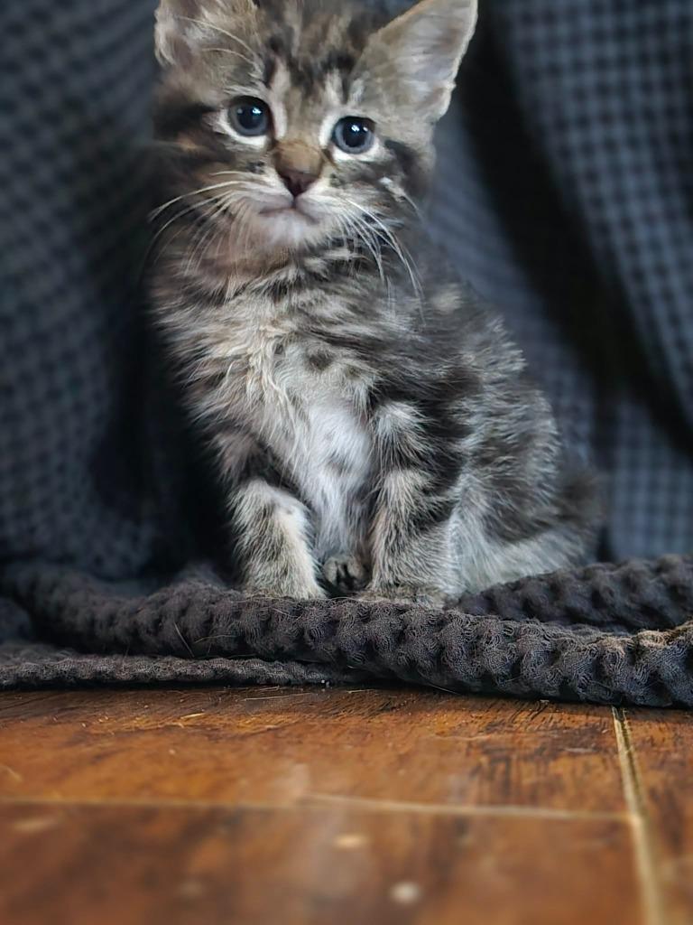 Dexter, a Adoptable Domestic Long Hair in Bristol, WI image 4/6