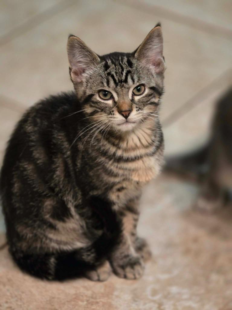 Dexter, a Adoptable Domestic Long Hair in Bristol, WI image 5/6