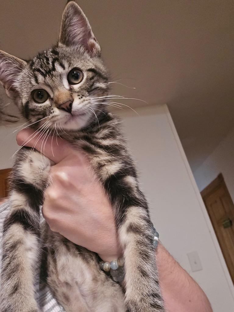 Dexter, a Adoptable Domestic Long Hair in Bristol, WI image 6/6