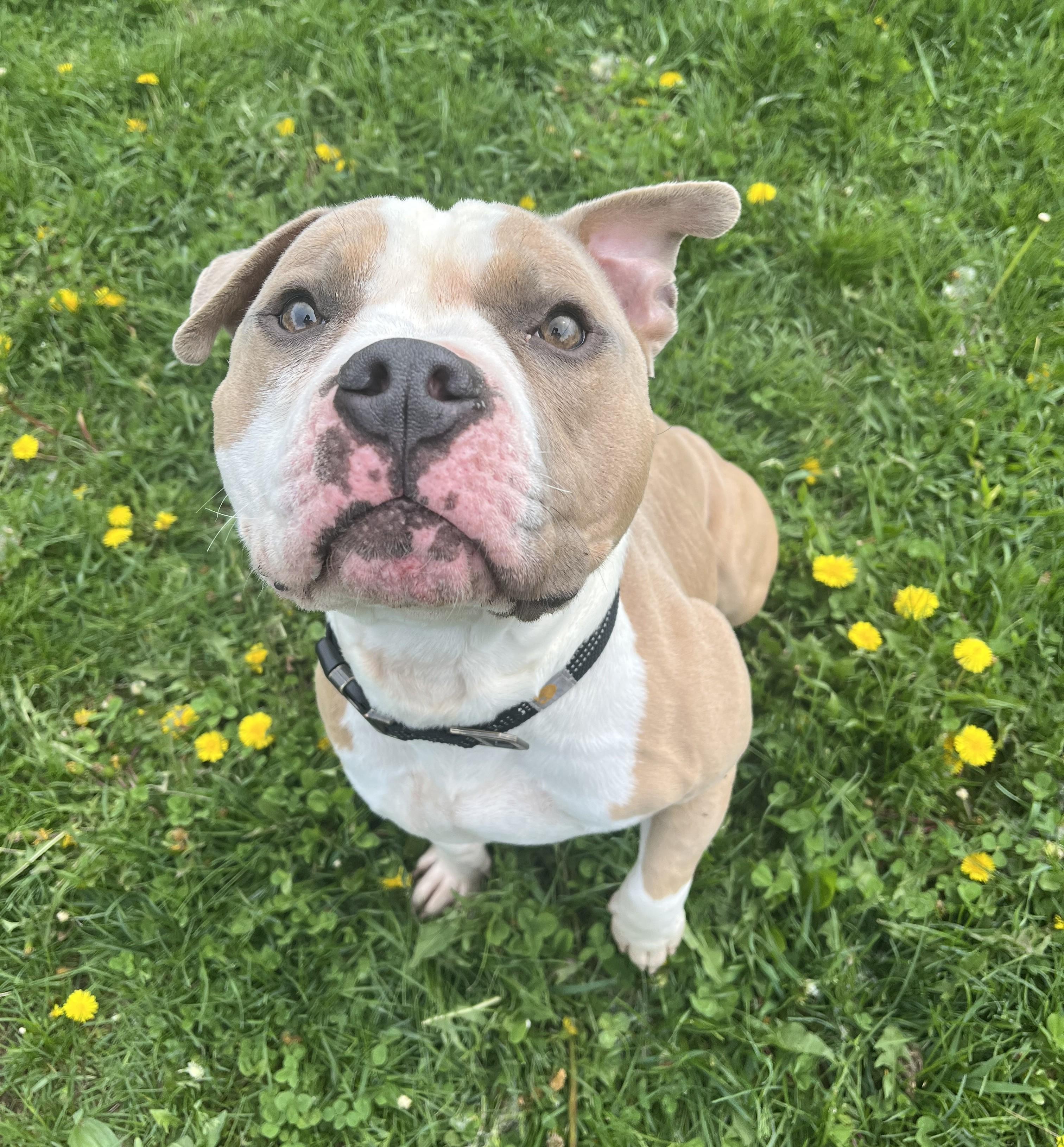 Enlarge Bolo, an adoptable mixed breed in Cedar Rapids, IA image 2/4
