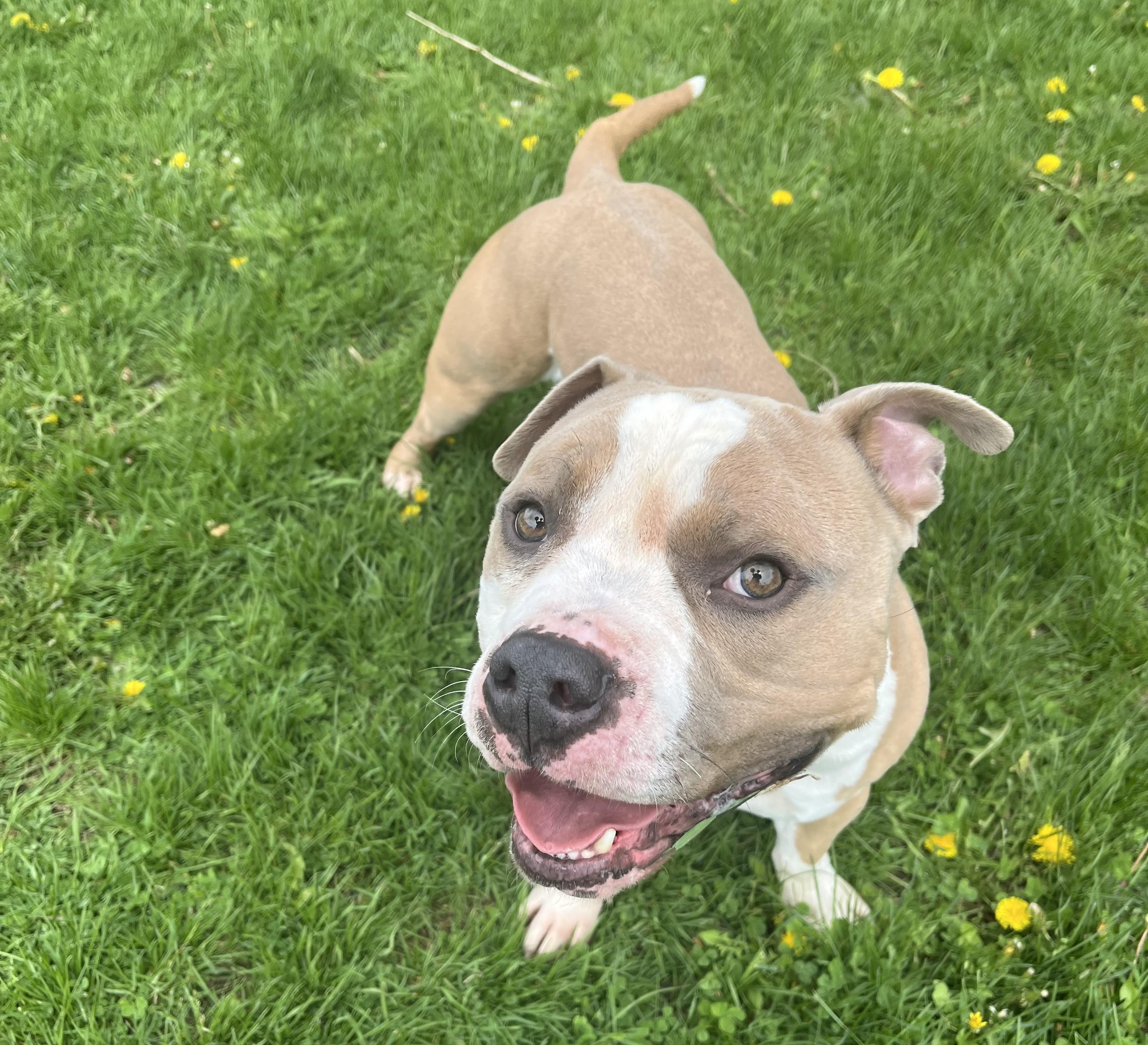 Enlarge Bolo, an adoptable mixed breed in Cedar Rapids, IA image 4/4