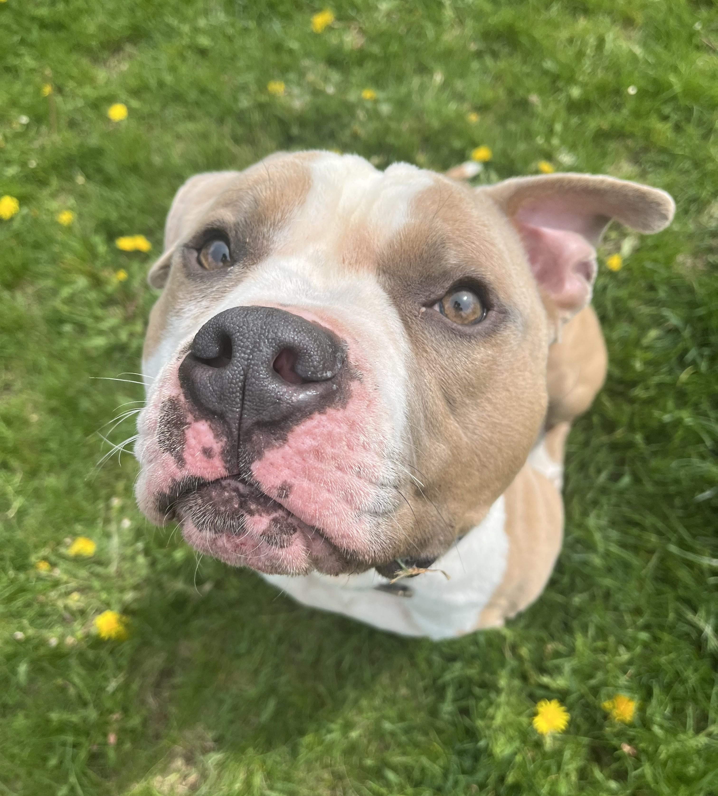 Enlarge Bolo, an adoptable mixed breed in Cedar Rapids, IA image 1/4