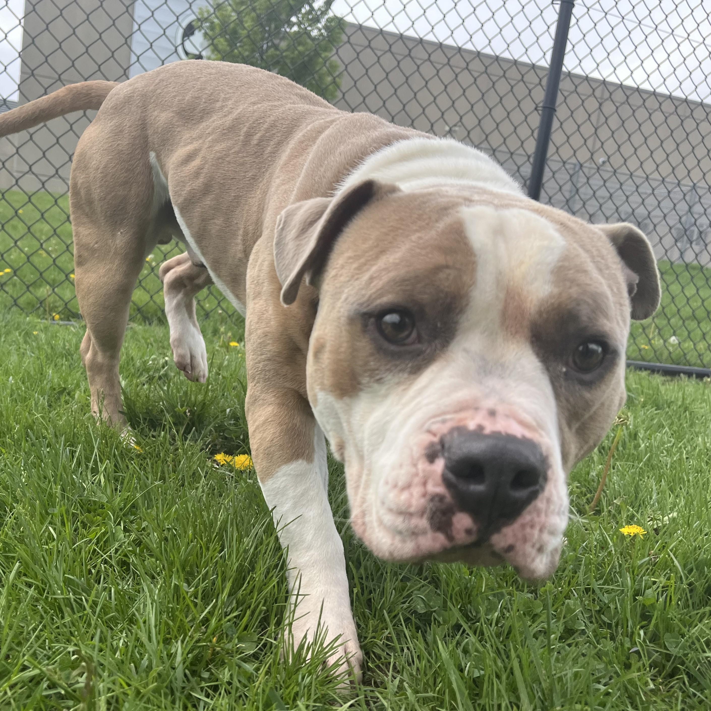 Enlarge Bolo, an adoptable mixed breed in Cedar Rapids, IA image 3/4