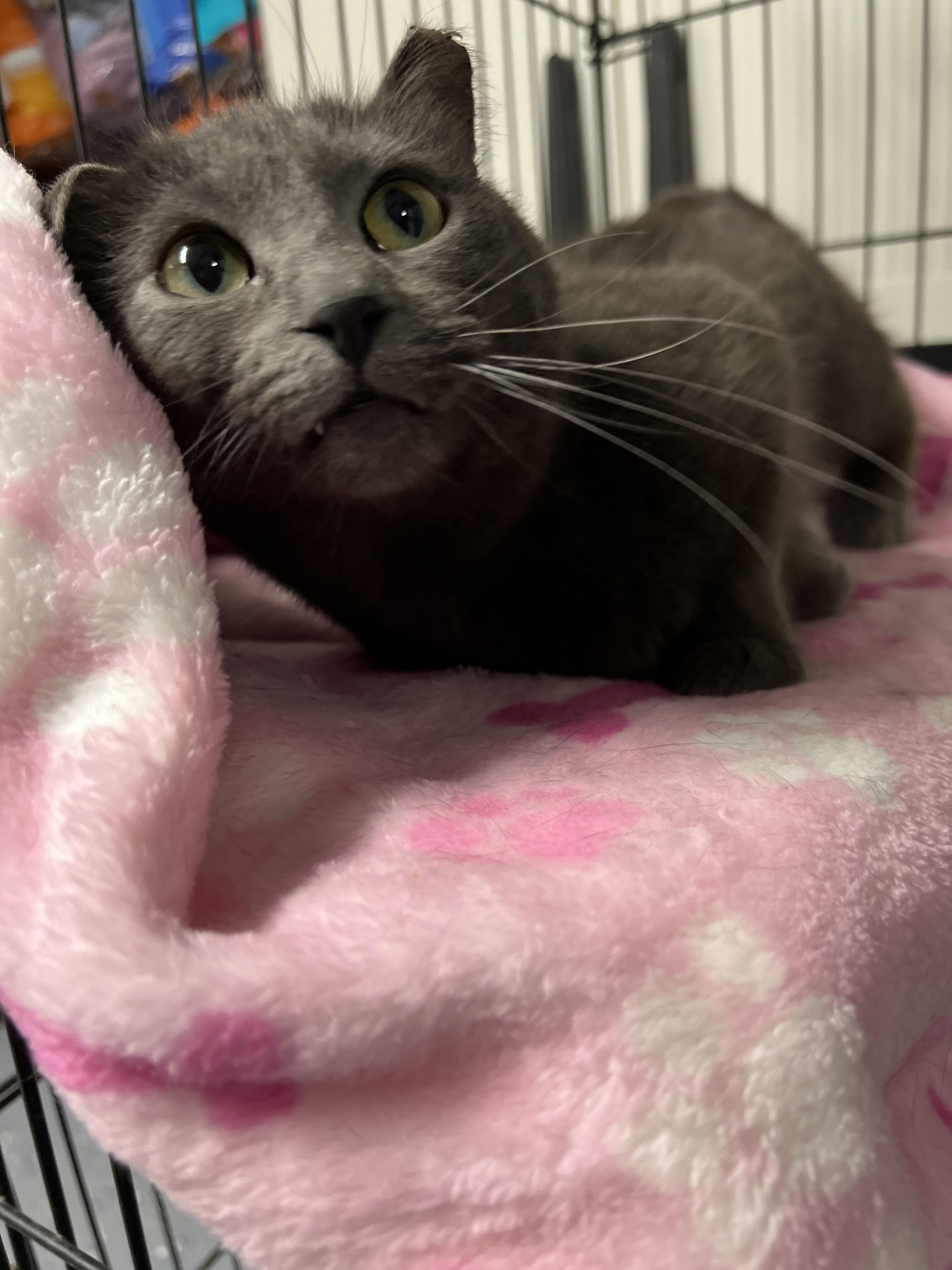 Lyric, an adopted Domestic Short Hair in Holland, MI image 2/2