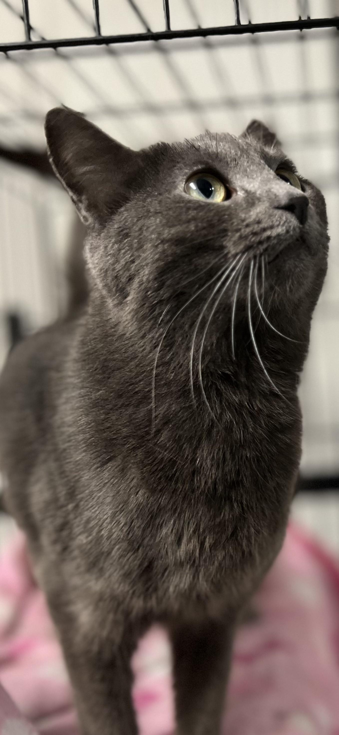 Lyric, an adopted Domestic Short Hair in Holland, MI image 1/2