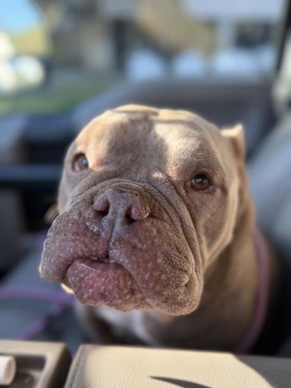Bernadette, a ADOPTABLE mixed breed in Inverness, FL image 2/2