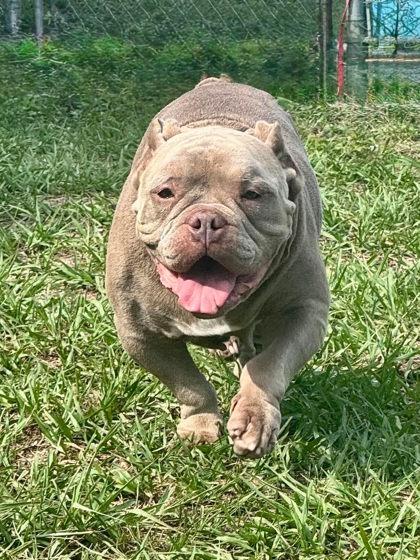 Bernadette, ADOPTABLE, Adult Female American Bully & American Staffordshire Terrier.