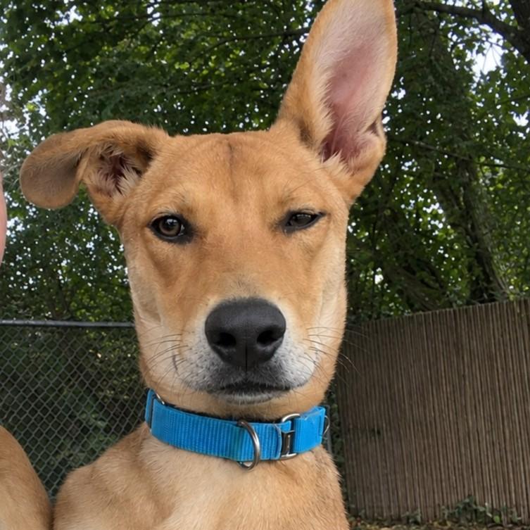 Jerry Springer, Adoptable, Puppy Male Shepherd & Carolina Dog.