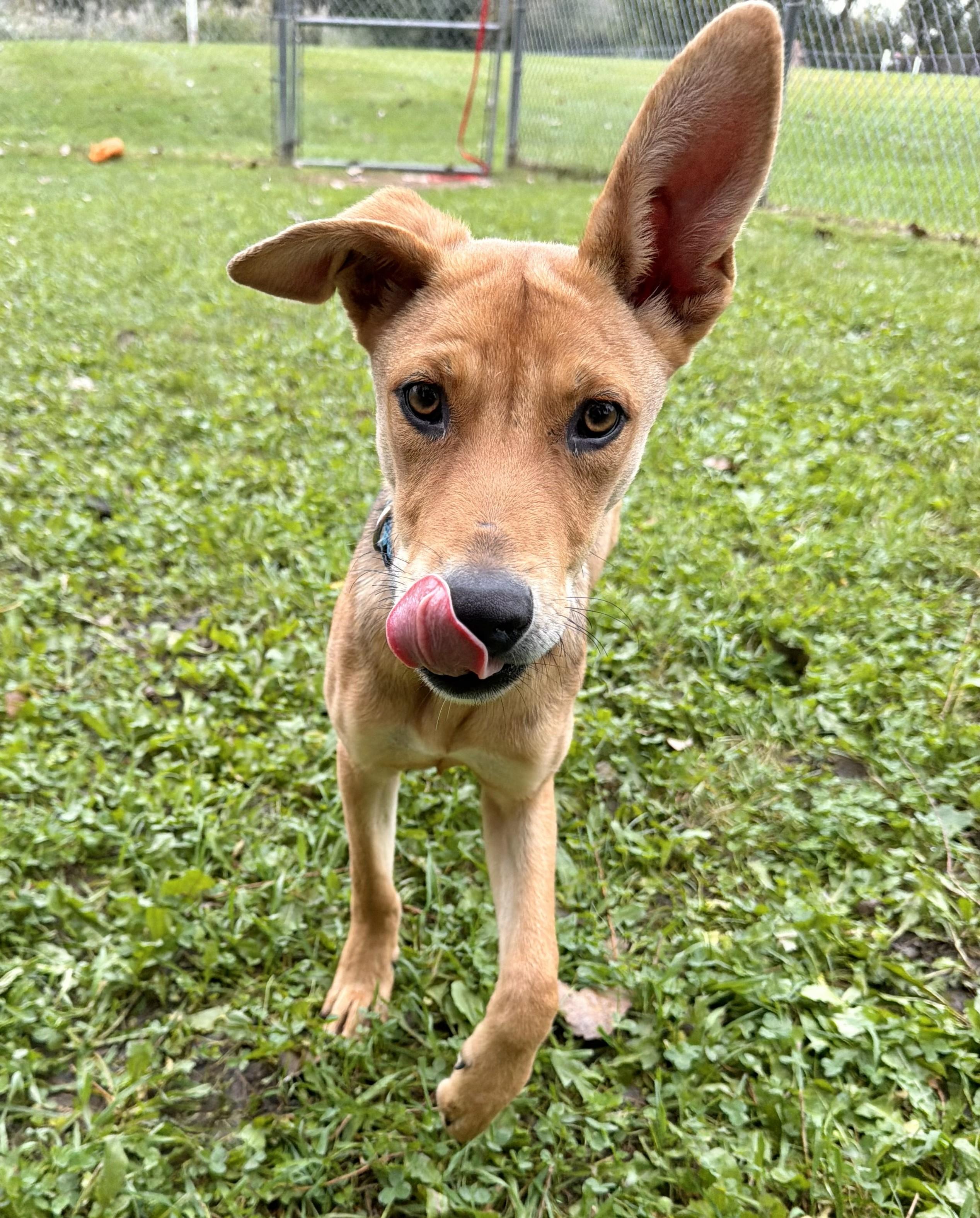 Enlarge Jerry Springer, a Adoptable mixed breed in Grayslake, IL image 3/4