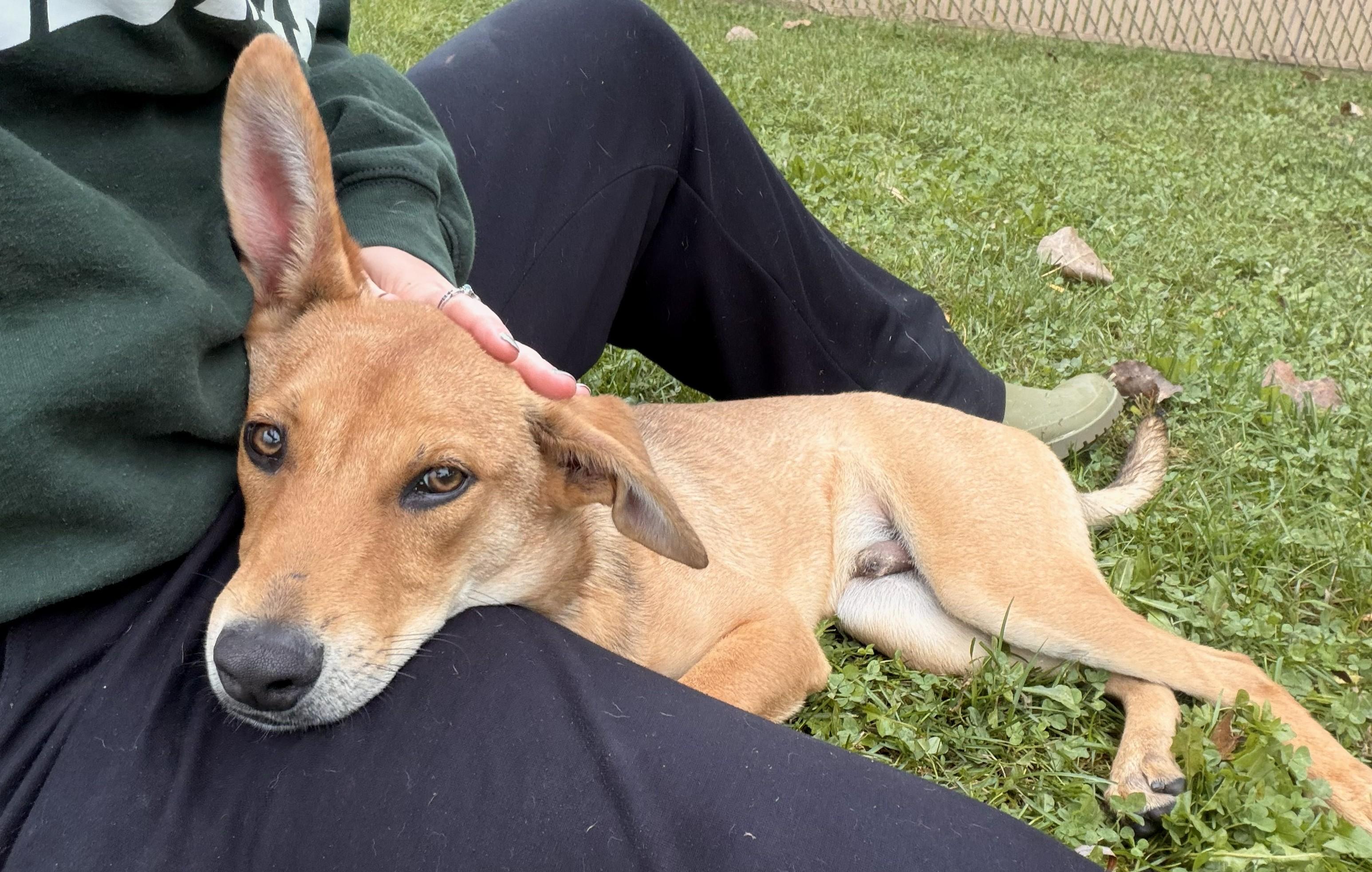 Enlarge Jerry Springer, a Adoptable mixed breed in Grayslake, IL image 2/4