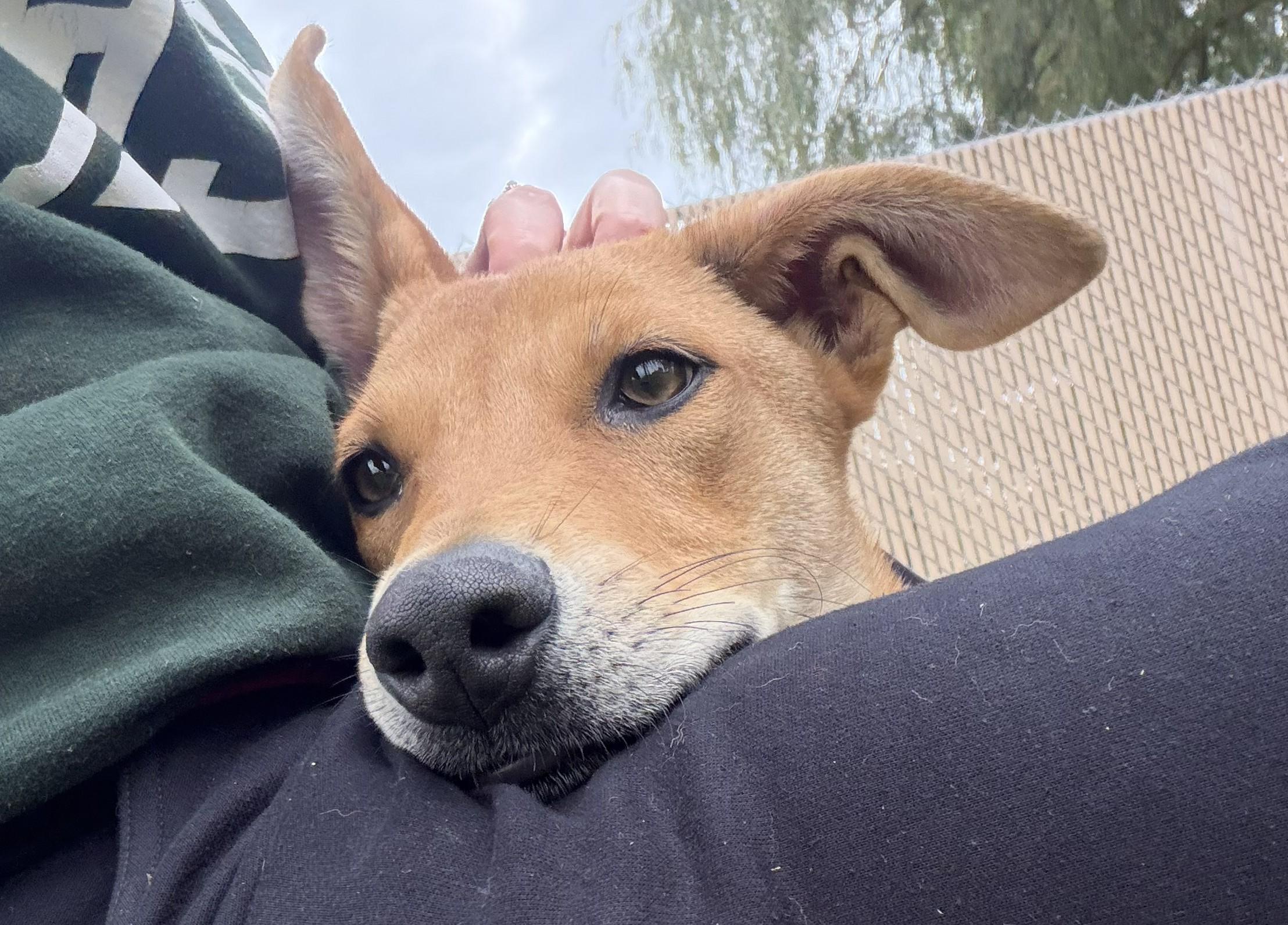 Enlarge Jerry Springer, a Adoptable mixed breed in Grayslake, IL image 4/4