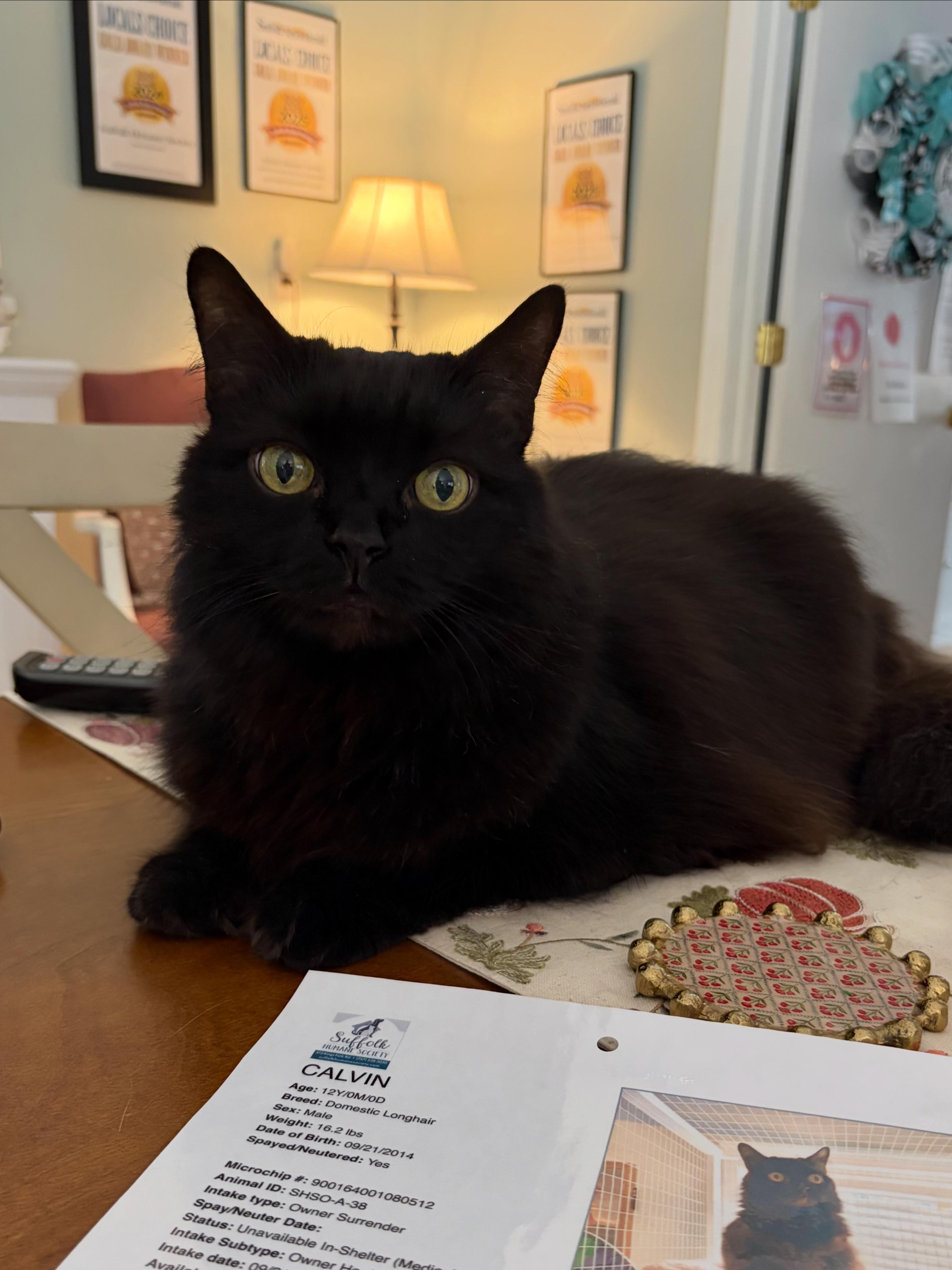 Enlarge Calvin, a Adoptable Domestic Long Hair in Suffolk, VA image 1/1