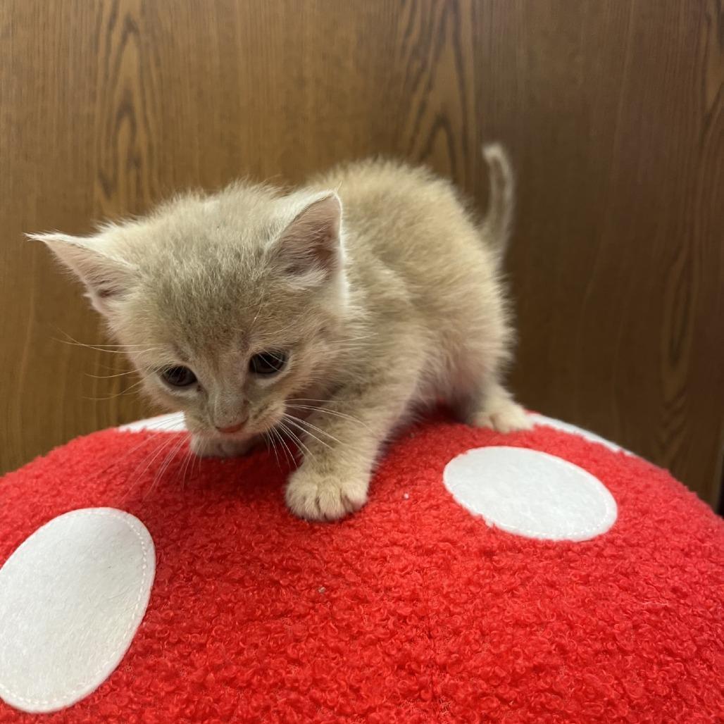 Papaya, a Adoptable Domestic Short Hair in Greensboro, GA image 1/6