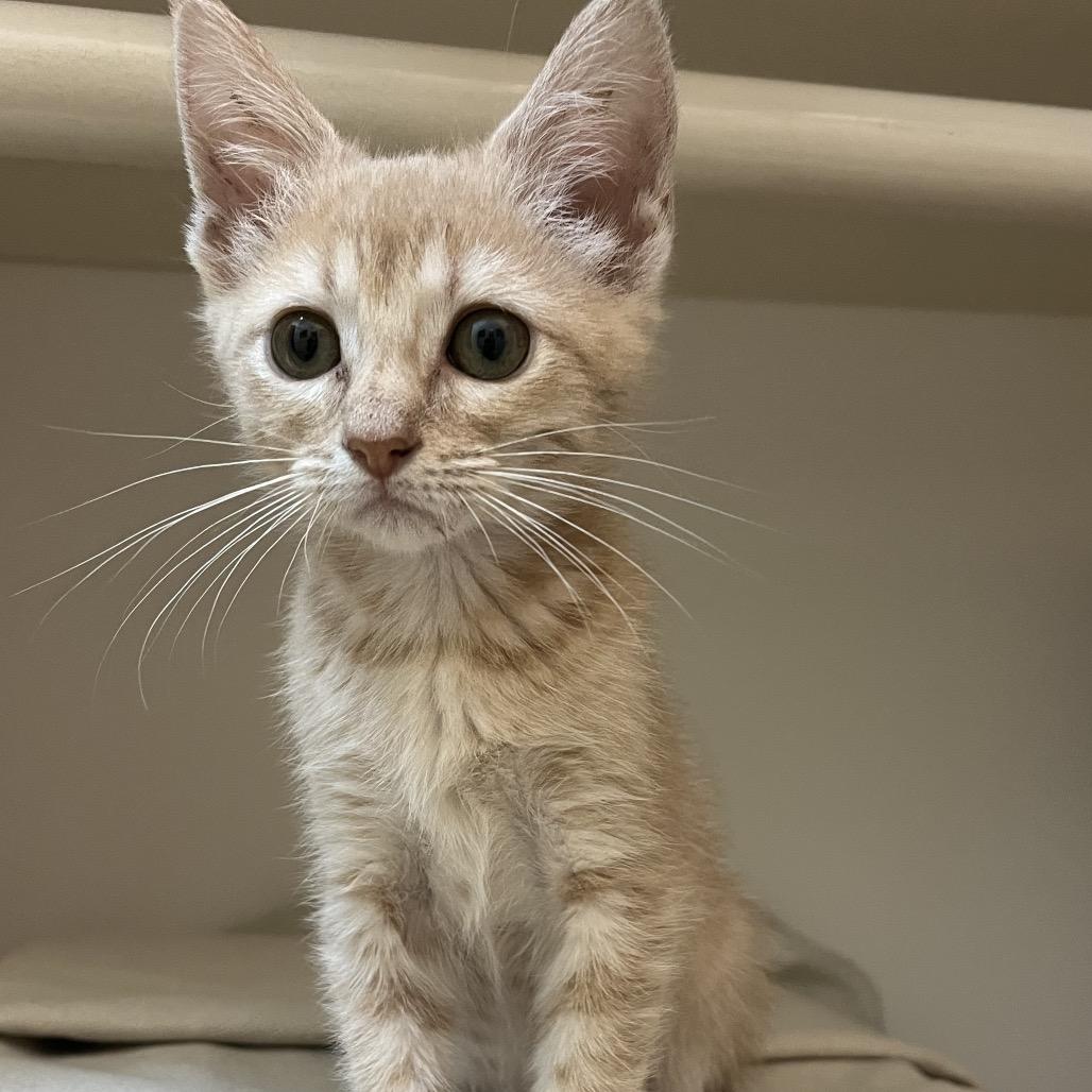 Papaya, a Adoptable Domestic Short Hair in Greensboro, GA image 4/6