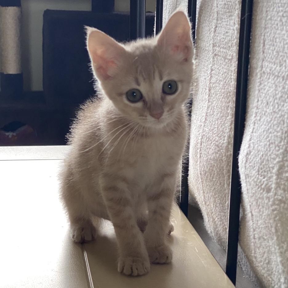 Papaya, a Adoptable Domestic Short Hair in Greensboro, GA image 5/6