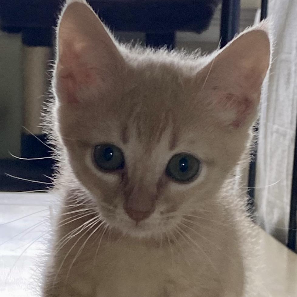 Papaya, a Adoptable Domestic Short Hair in Greensboro, GA image 6/6