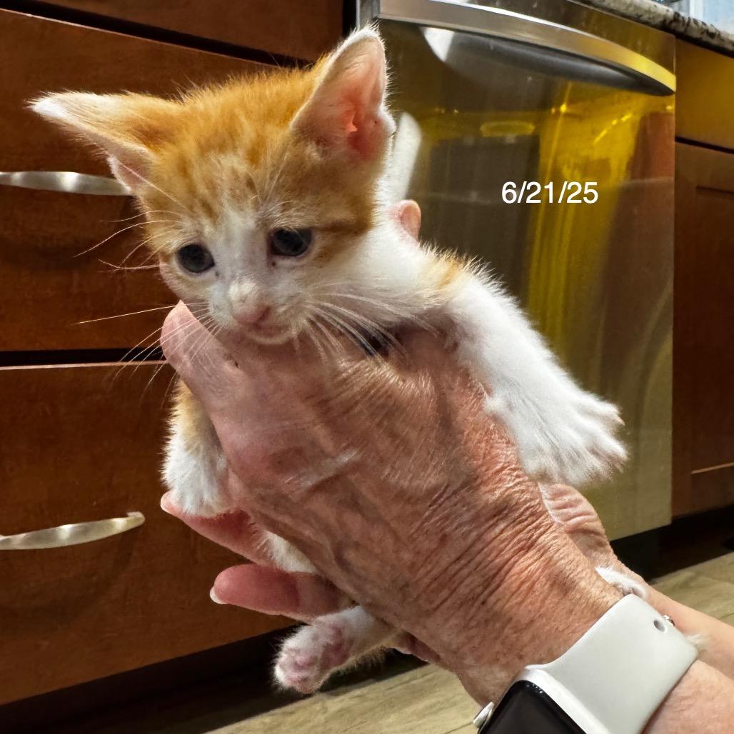 Hudson, Adoptable, Young Male Domestic Medium Hair.