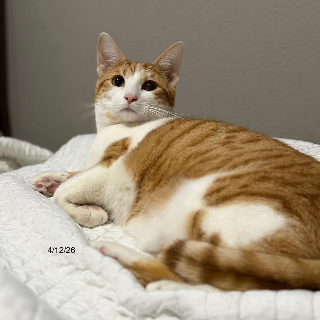 Hudson, a Adoptable Domestic Medium Hair in Flower Mound, TX image 2/6