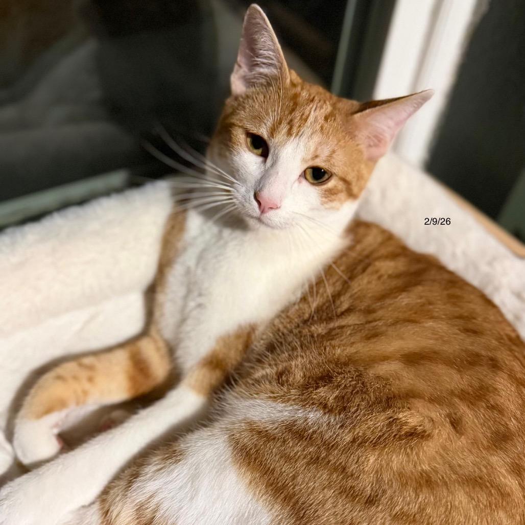 Enlarge Hudson, a Adoptable Domestic Medium Hair in Flower Mound, TX image 2/6