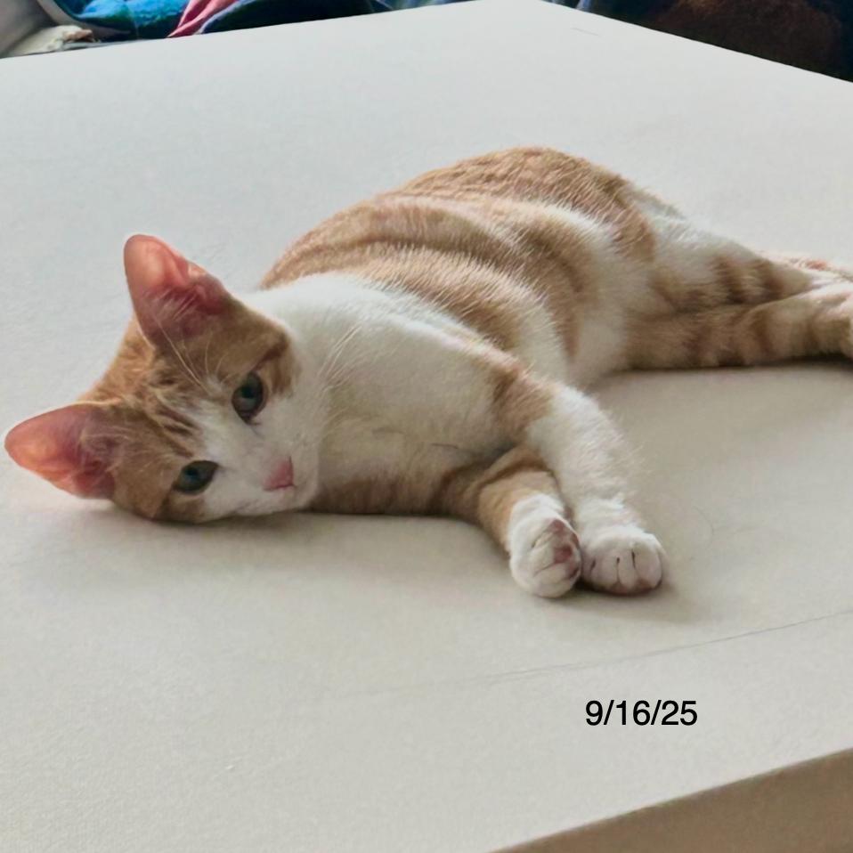 Enlarge Hudson, a Adoptable Domestic Medium Hair in Flower Mound, TX image 3/6