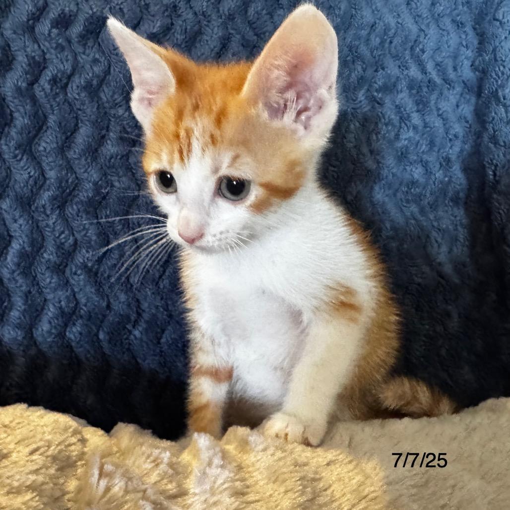 Enlarge Hudson, a Adoptable Domestic Medium Hair in Flower Mound, TX image 4/6