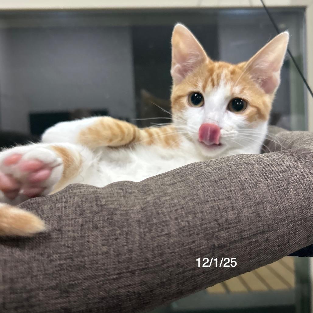 Enlarge Hudson, a Adoptable Domestic Medium Hair in Flower Mound, TX image 5/6