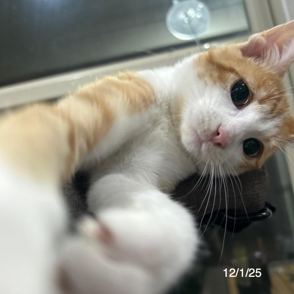 Enlarge Hudson, a Adoptable Domestic Medium Hair in Flower Mound, TX image 6/6