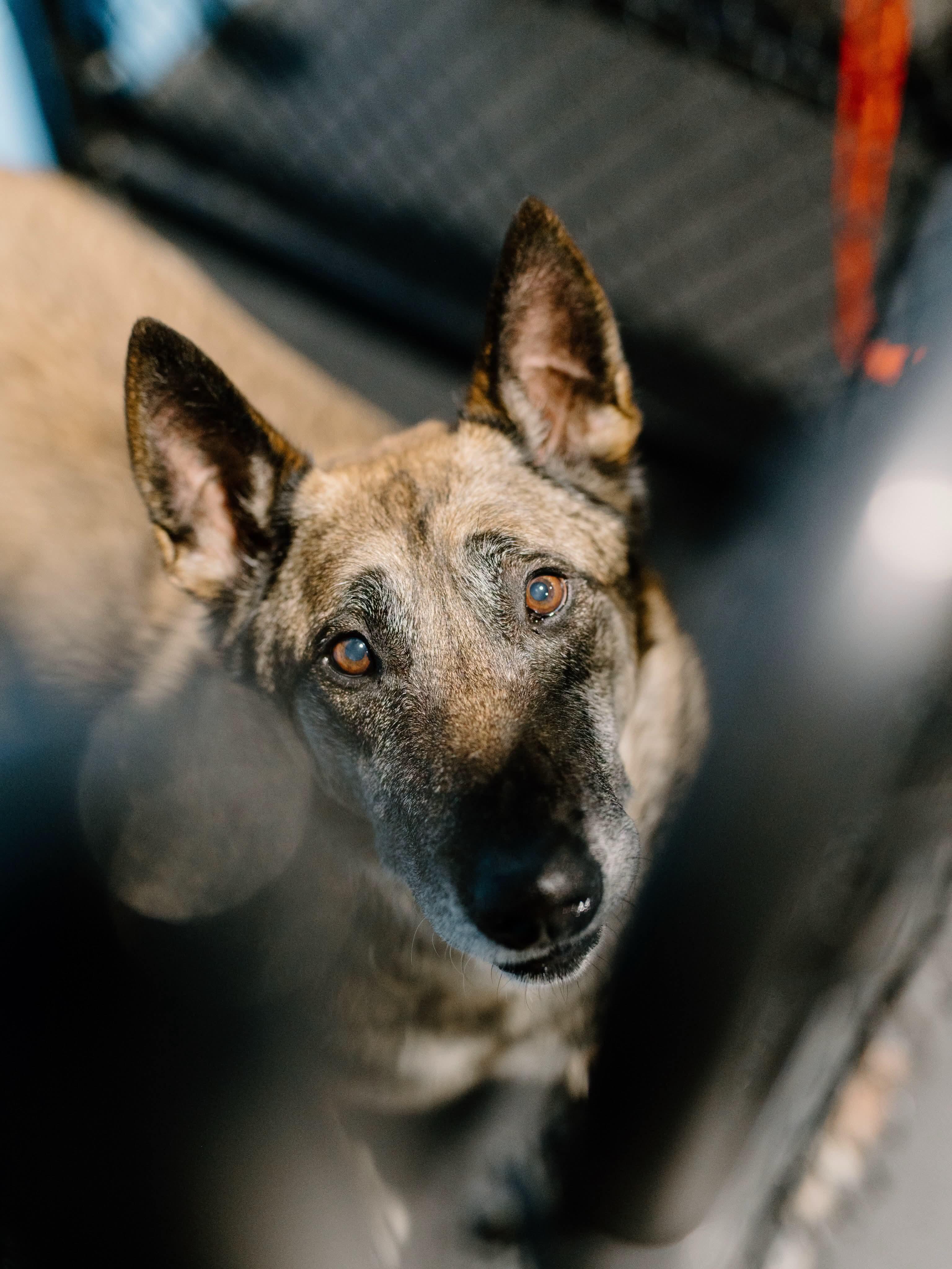 Enlarge Max, a ADOPTABLE Belgian Shepherd / Malinois in Rockwood, ON image 2/5