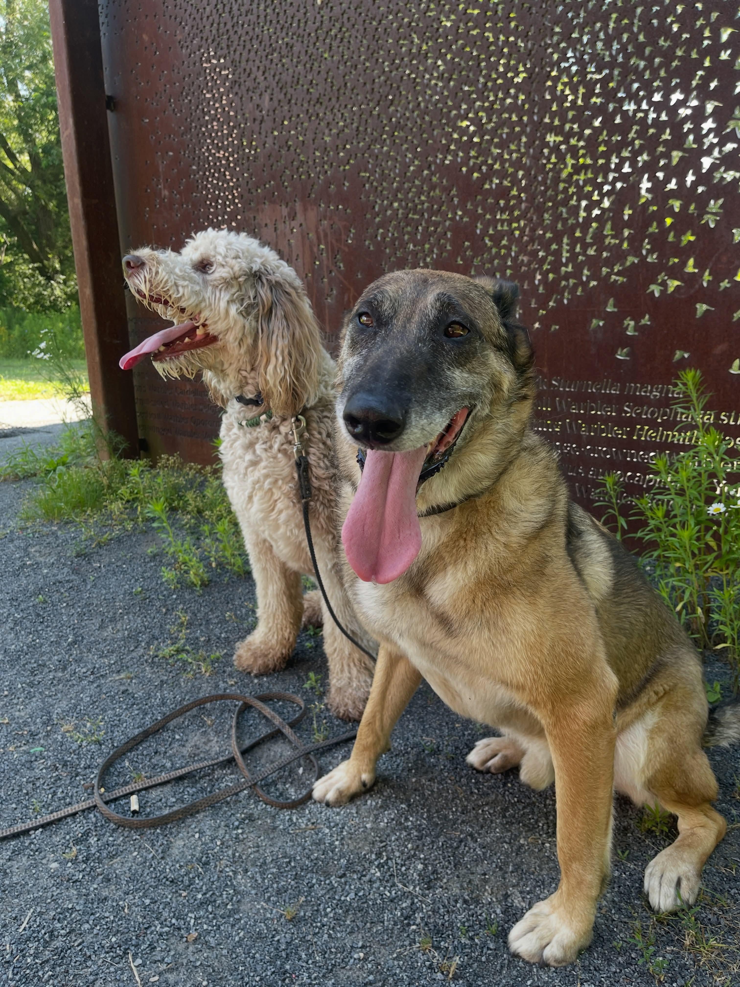 Enlarge Max, a ADOPTABLE Belgian Shepherd / Malinois in Rockwood, ON image 5/5
