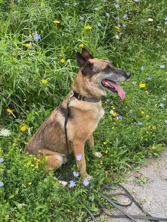 Enlarge Max, a ADOPTABLE Belgian Shepherd / Malinois in Rockwood, ON video 3/5