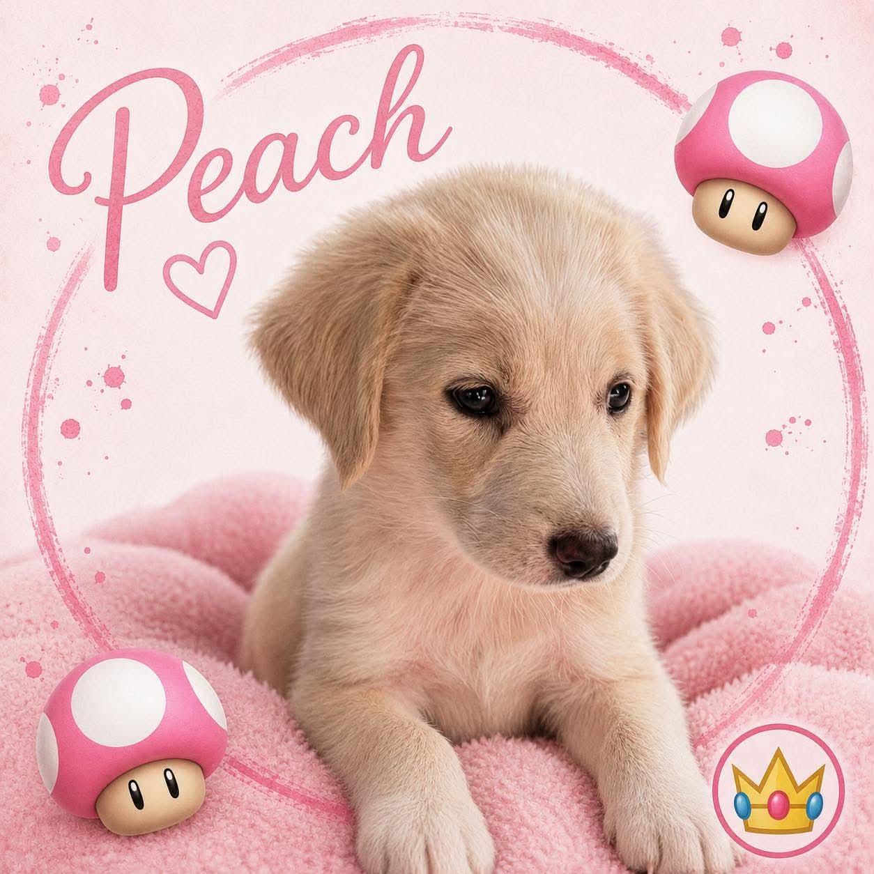 Peach, Adoptable, Puppy Female Great Pyrenees & Standard Poodle.