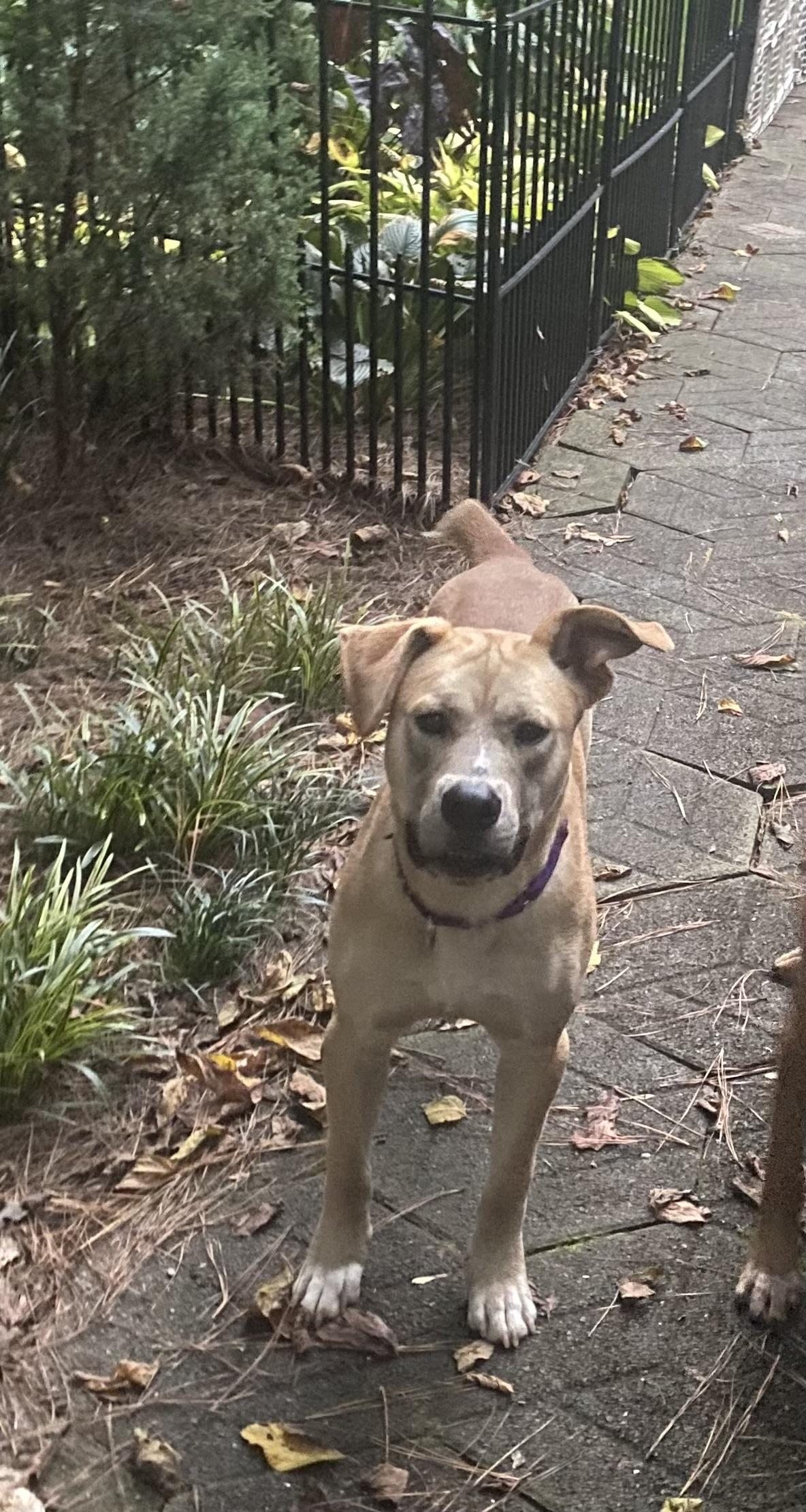 Enlarge Farley, a Adoptable mixed breed in Port Saint Lucie, FL image 4/6