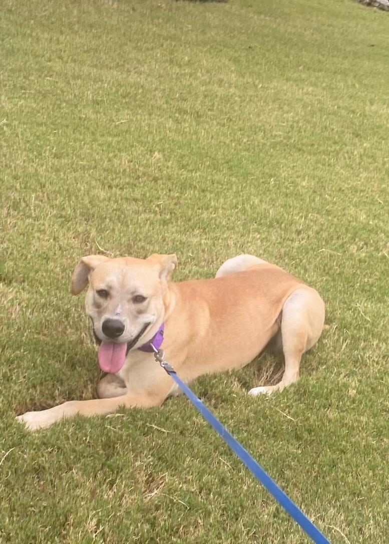 Enlarge Farley, a Adoptable mixed breed in Port Saint Lucie, FL image 1/6