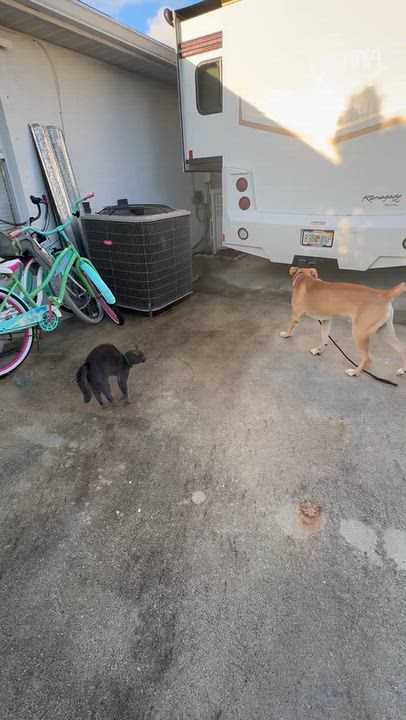 Enlarge Farley, a Adoptable mixed breed in Port Saint Lucie, FL video 6/6