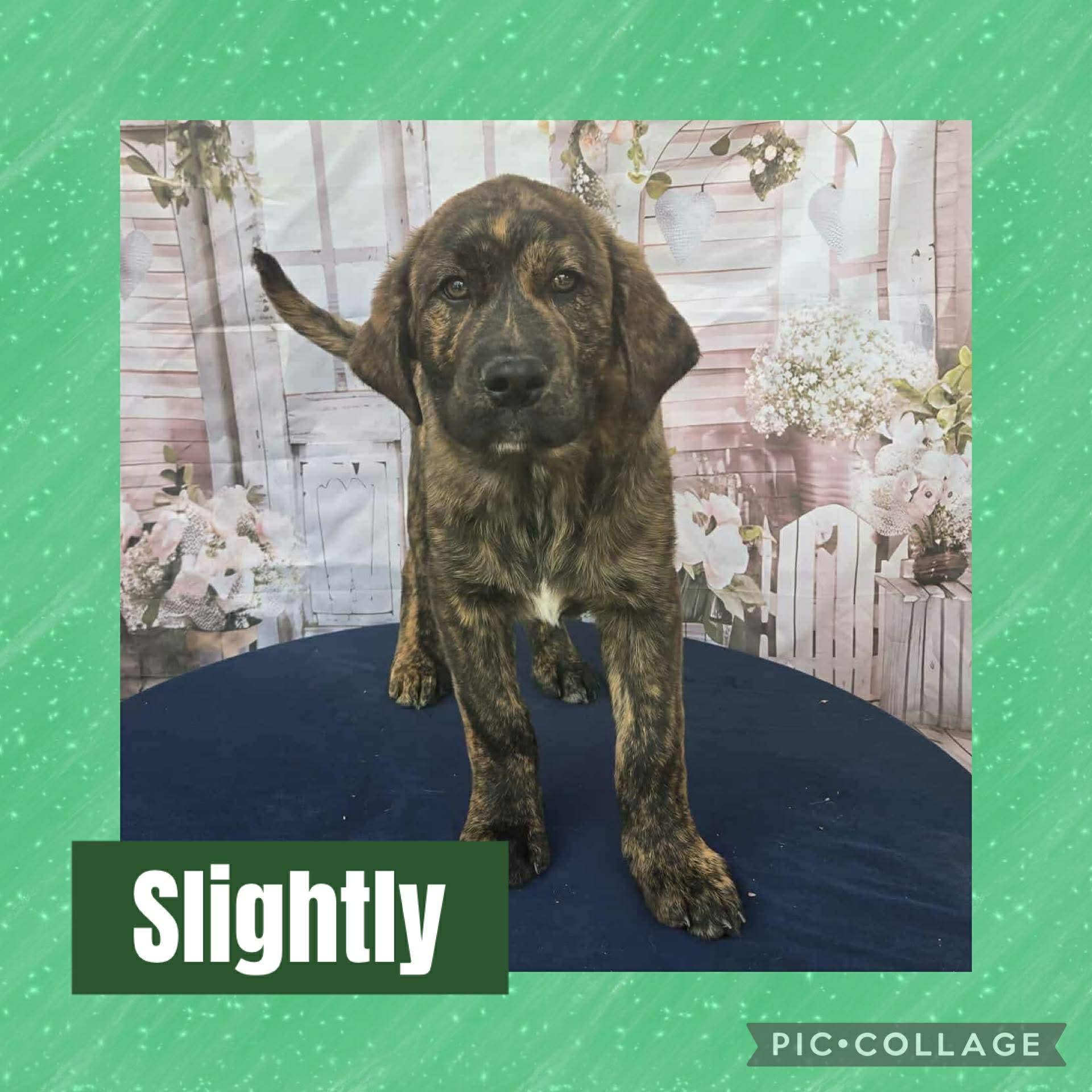 Slightly, adopted, Puppy Male Labrador Retriever & Catahoula Leopard Dog.