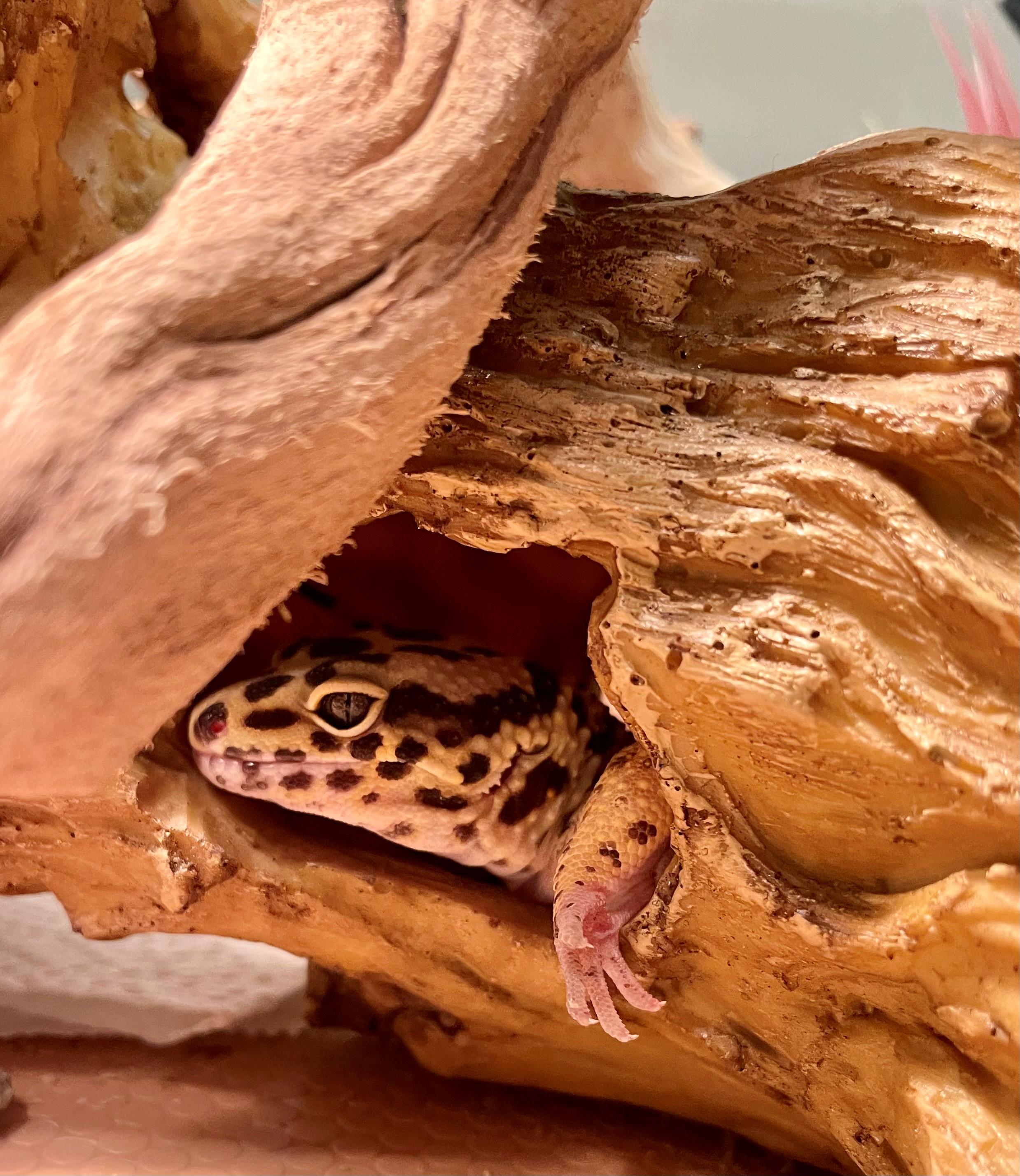 Pebbles, an adoptable Gecko in Hamilton, ON image 3/3