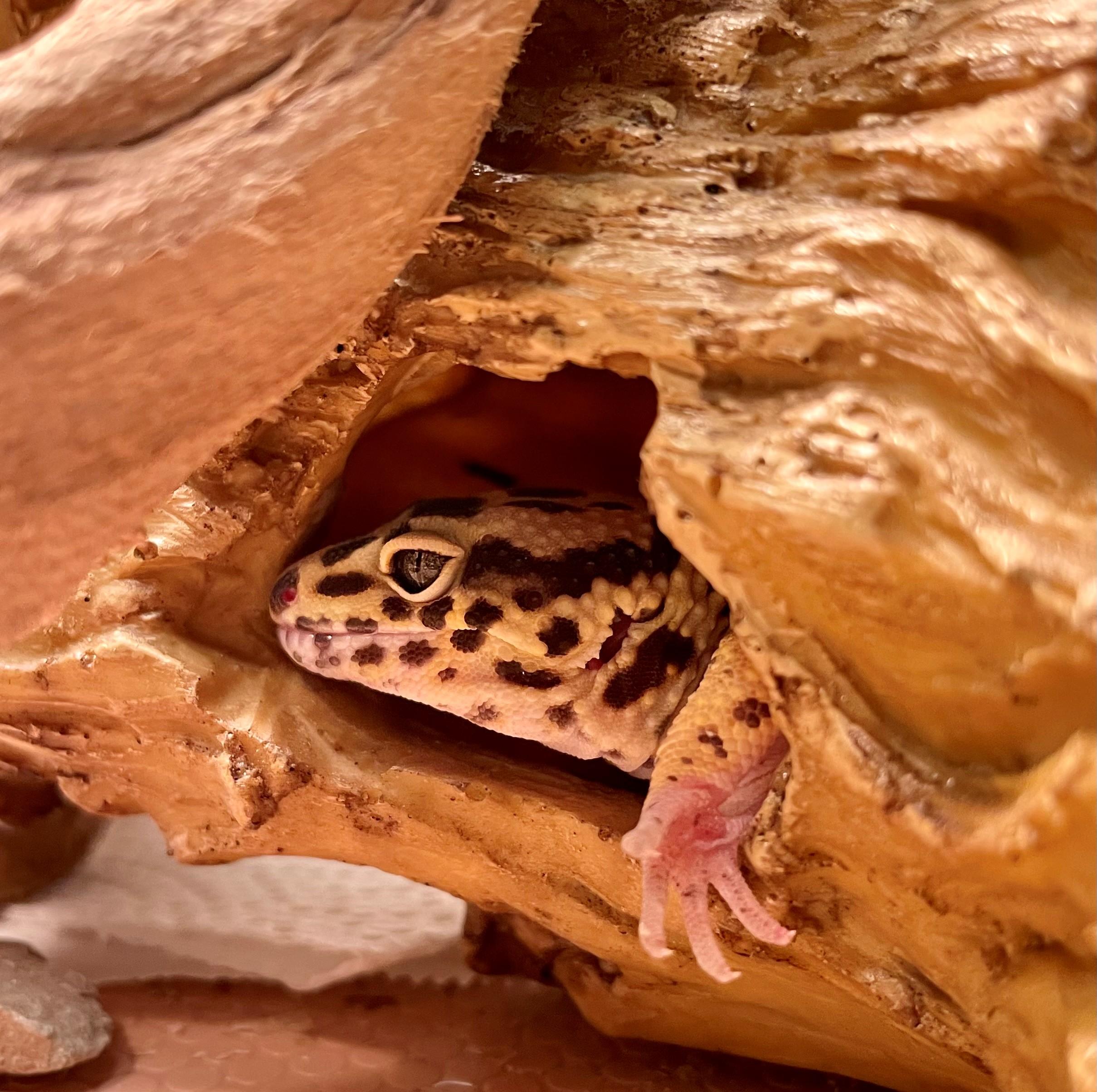 Pebbles, an adoptable Gecko in Hamilton, ON image 1/3