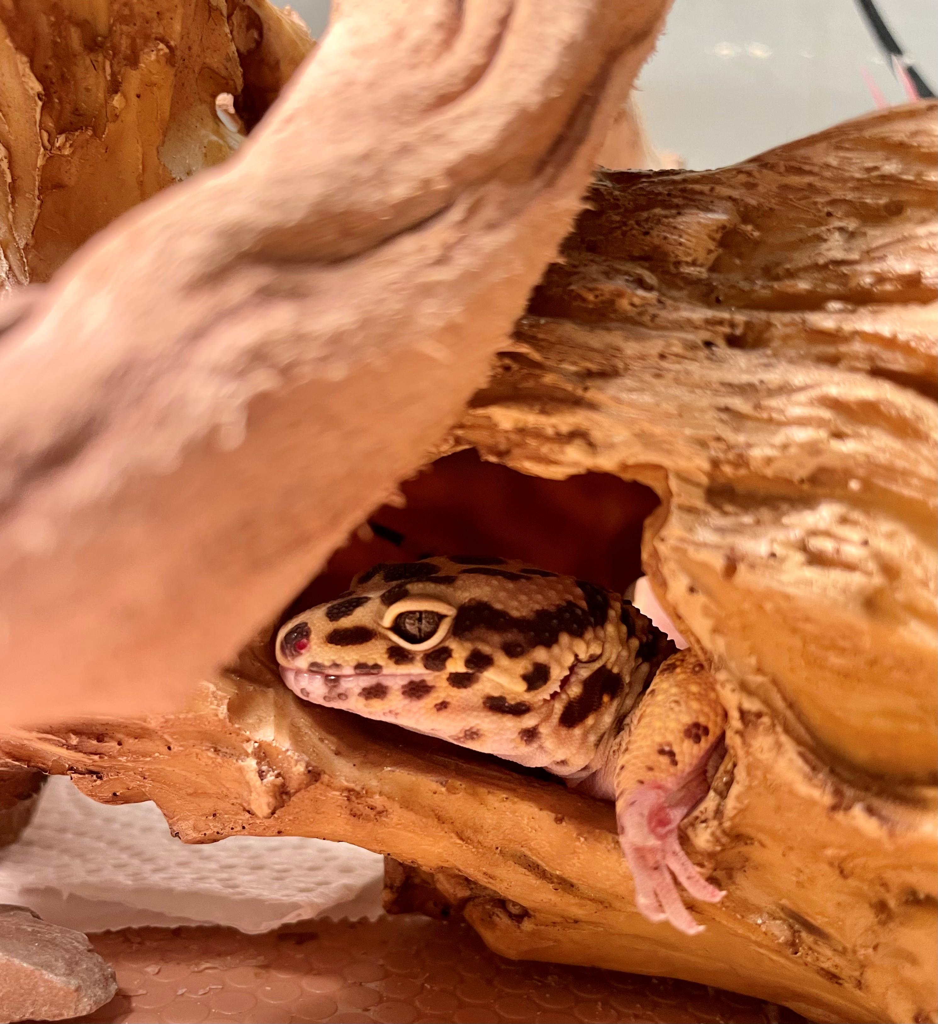 Pebbles, an adoptable Gecko in Hamilton, ON image 2/3