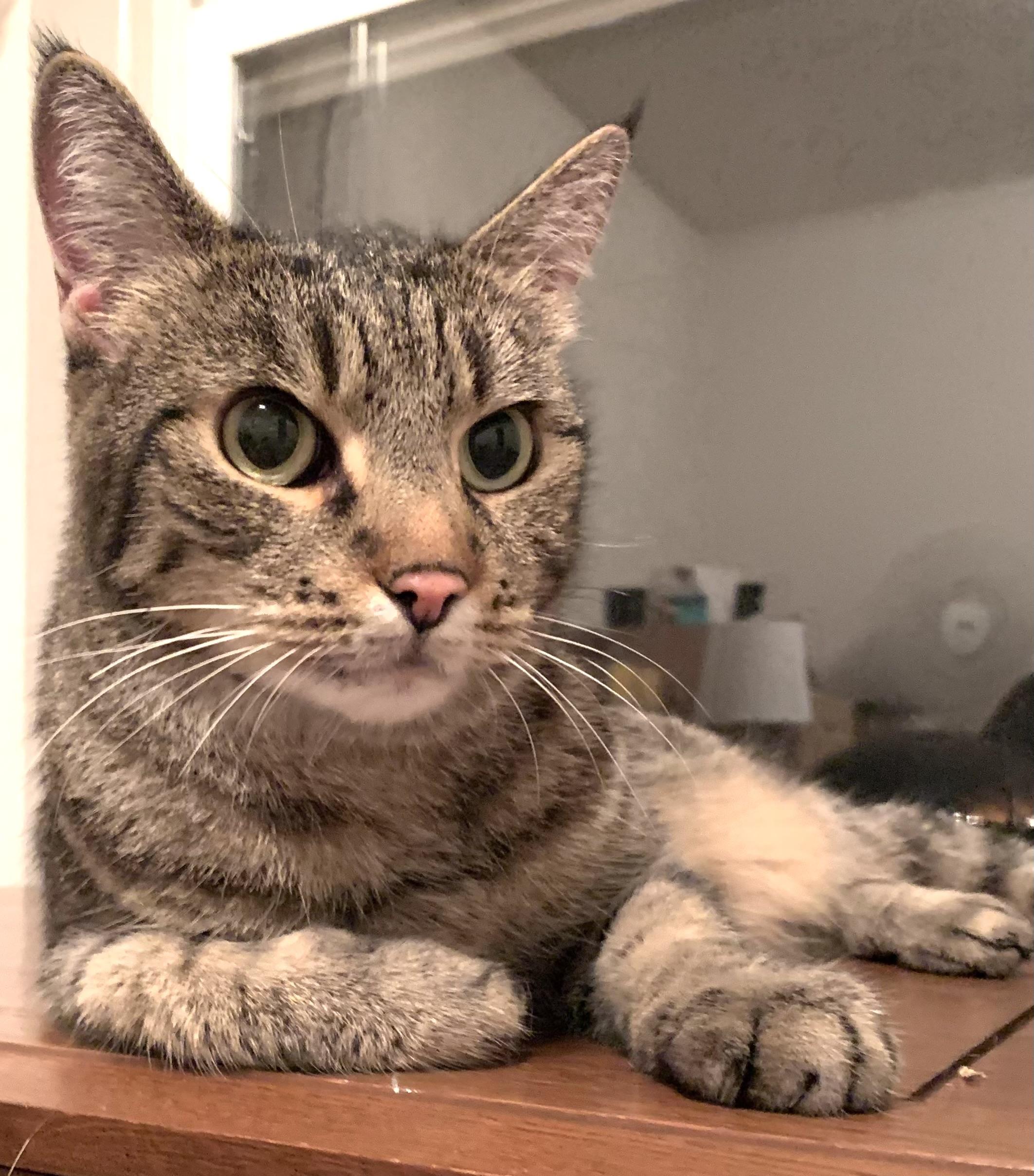 Enlarge Jaiyana, a Adoptable Domestic Short Hair in Redmond, WA image 1/1