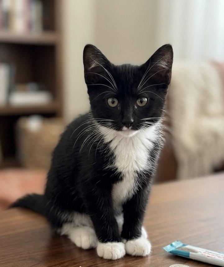 Pebbles (bonded with her mama Kali), a ADOPTABLE Domestic Short Hair in Charlotte, NC image 6/6