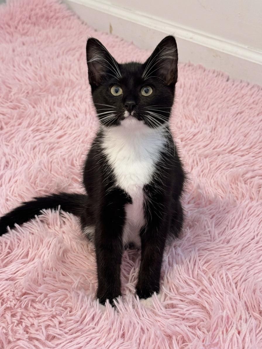 Pebbles (bonded with her mama Kali), a ADOPTABLE Domestic Short Hair in Charlotte, NC image 4/6